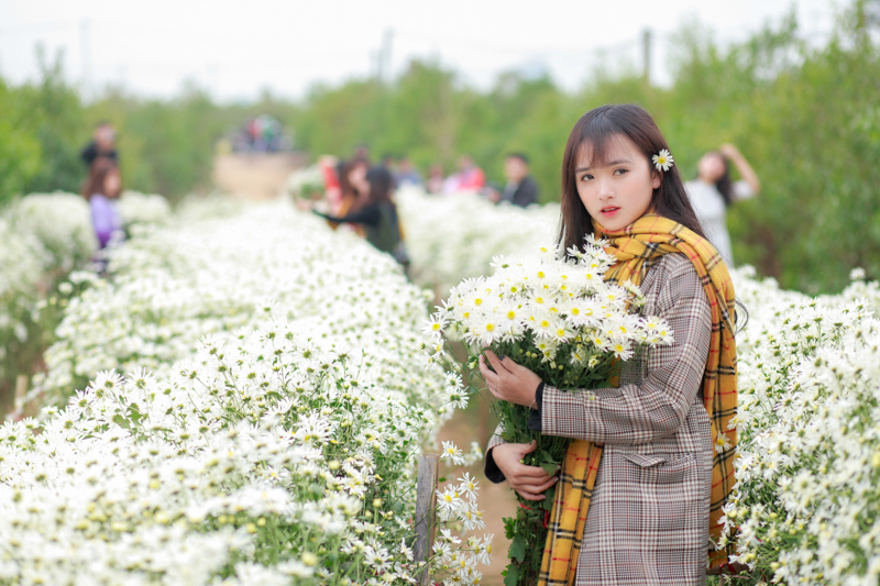 cuc hoa my MG 5942 HoangPhucPhoto HP0204