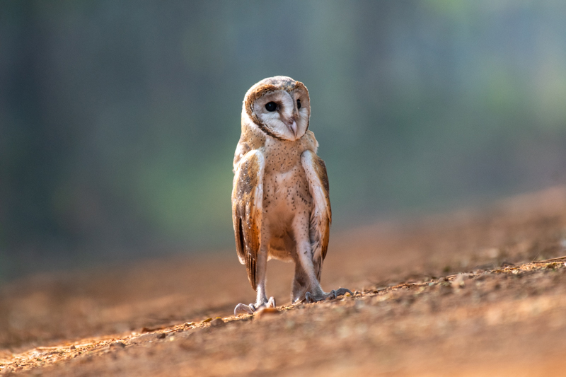 stock suu tam Barn Owl 2 HoangPhucPhoto HP0578