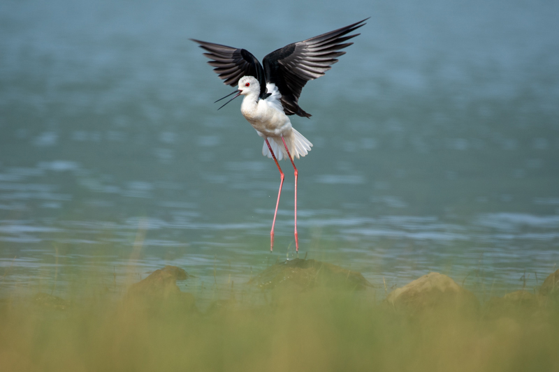 stock suu tam Black Winged Stilt 2 HoangPhucPhoto HP0656