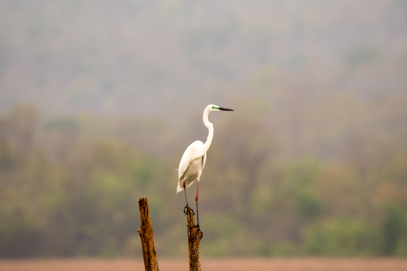 stock suu tam Egret 2 HoangPhucPhoto HP0477