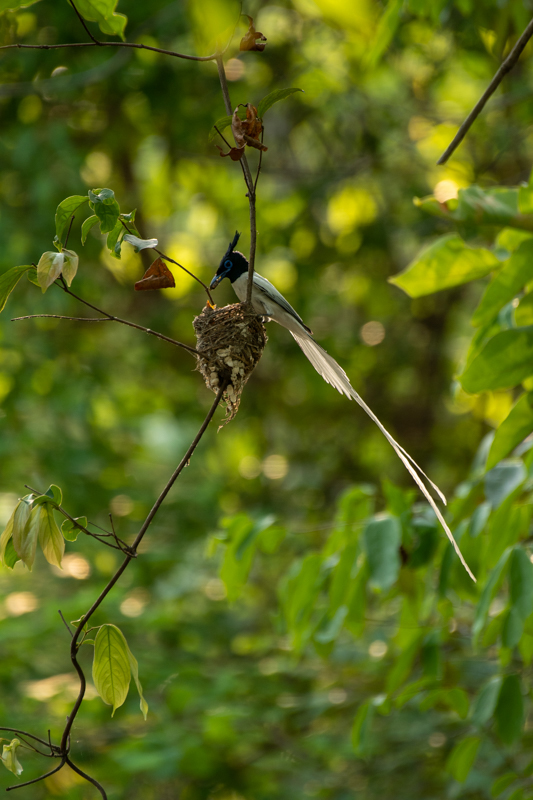 stock suu tam Paradise Flycatcher 6 HoangPhucPhoto HP0638