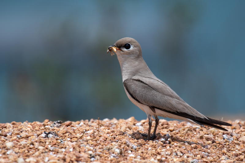 stock suu tam Small Pratincole 2 HoangPhucPhoto HP0642