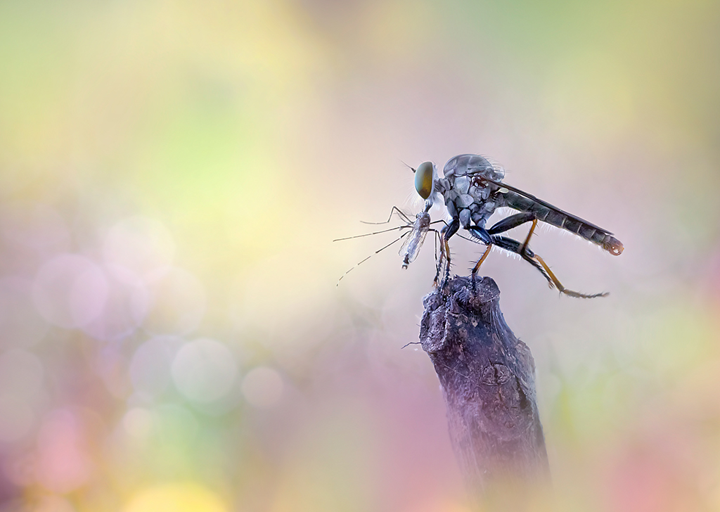 ảnh côn trùng 1 anh con trung 1