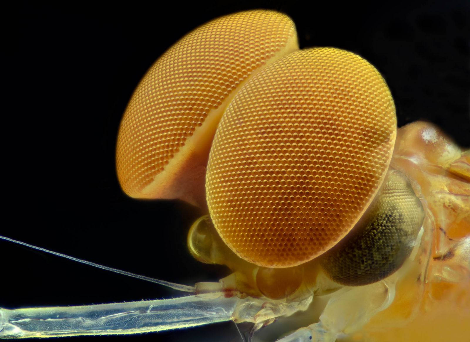 ảnh côn trùng 2 anh con trung 2