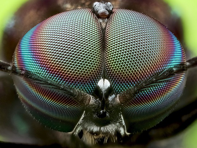 ảnh côn trùng 3 anh con trung 3