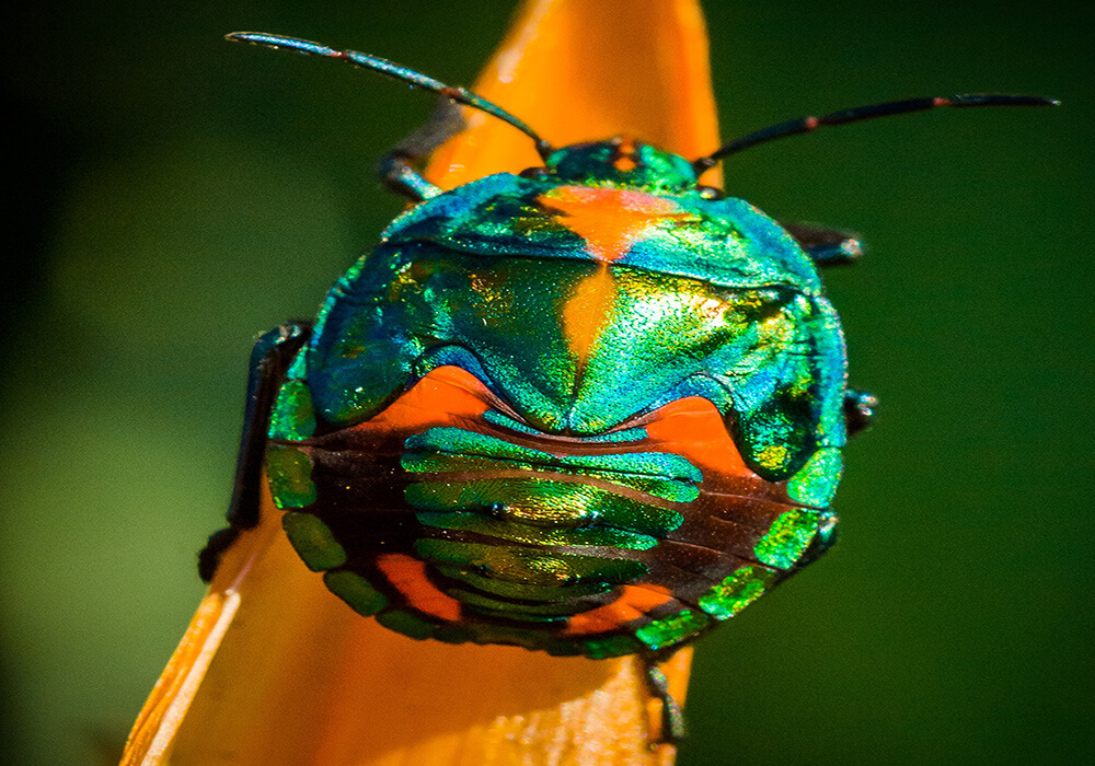 ảnh côn trùng 4 anh con trung 4