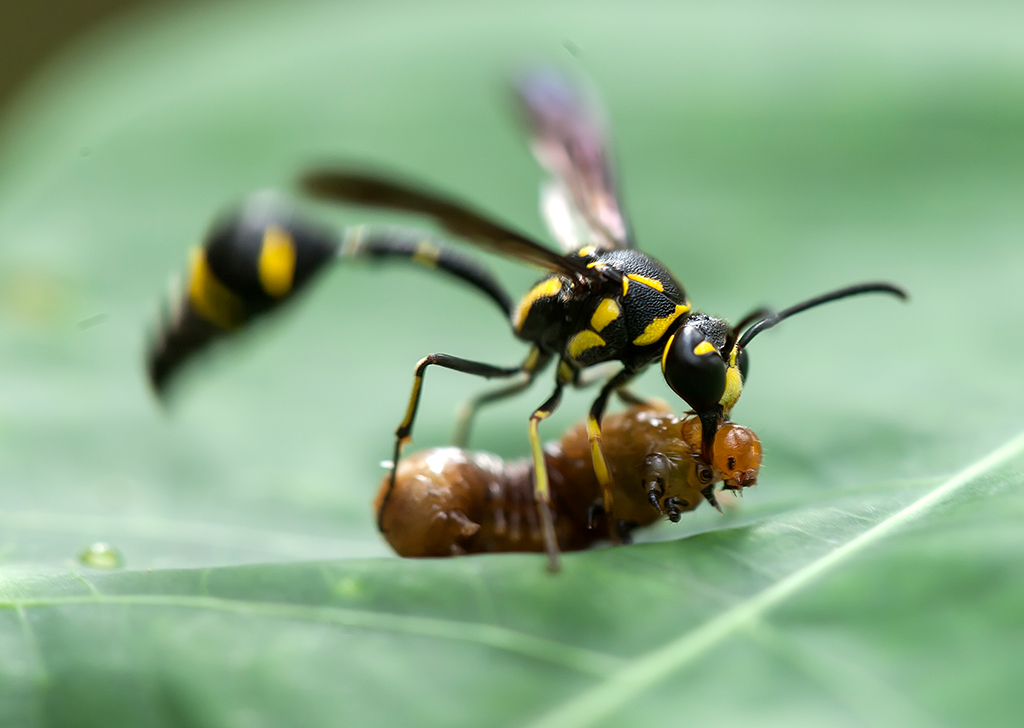 ảnh côn trùng 6 anh con trung 6