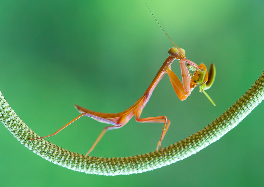 ảnh côn trùng 8 anh con trung 8