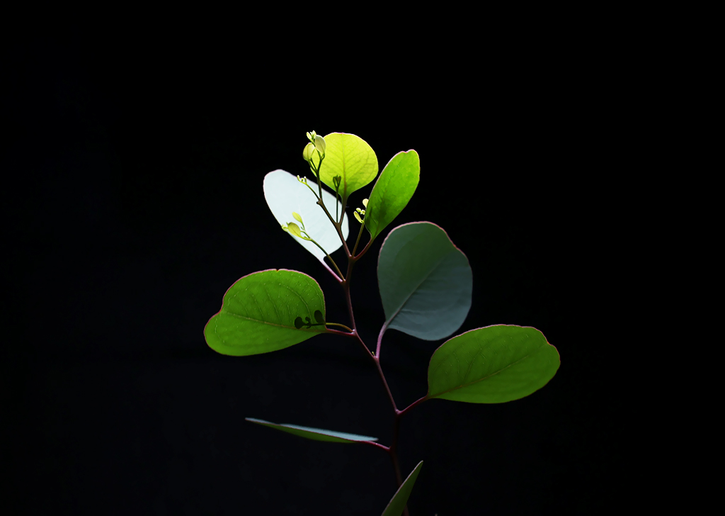 ảnh cây 6 anh cay 6