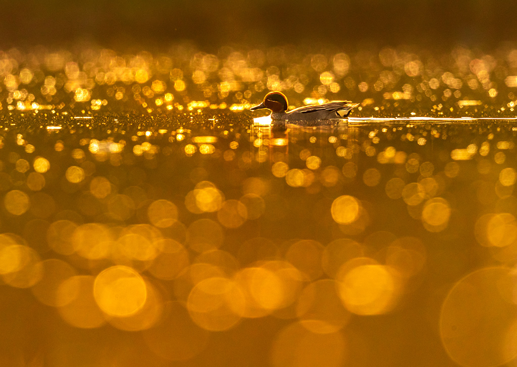 anh noi bat chu the 2