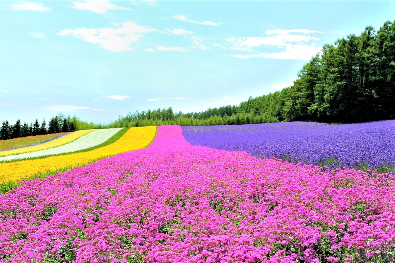 anh hoa xuan bien hoa