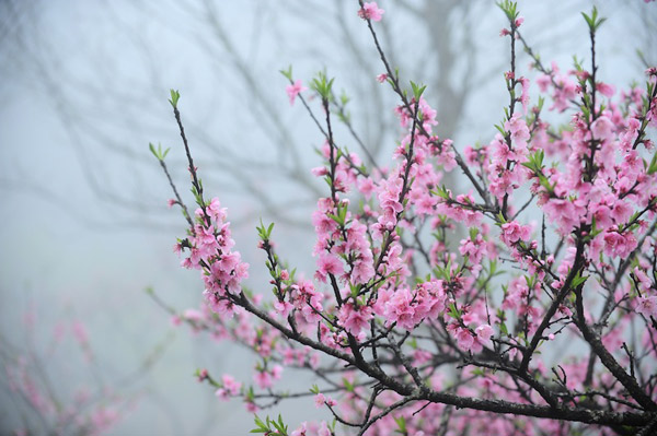 anh hoa xuan suong mu