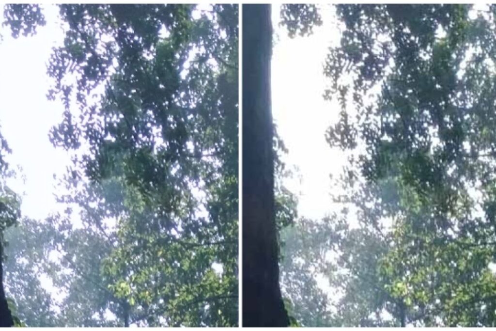 Viền tím ảnh3