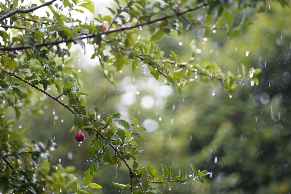 Chụp Ảnh Ngày Mưa Là Thời Điểm Đẹp Nhất Để Sáng Tạo Nghệ Thuật 3 chụp ảnh ngày mưa2