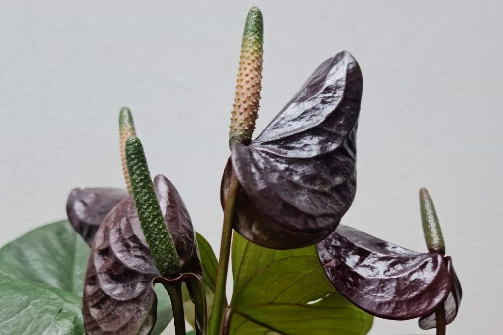 điểm nhấn thị giác
