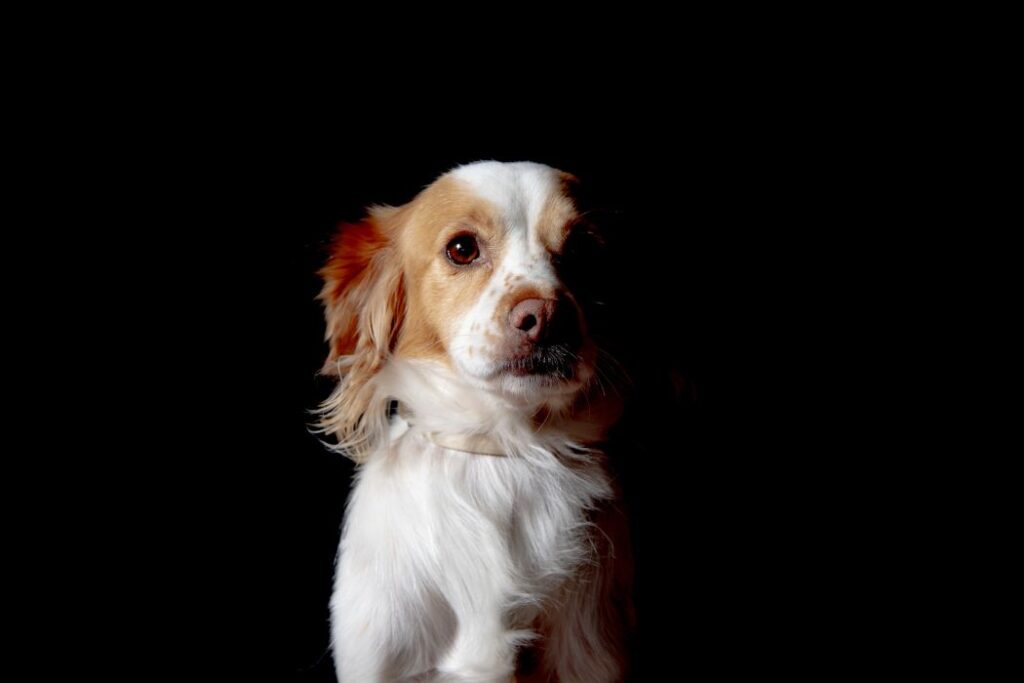 Ánh sáng Rembrandt